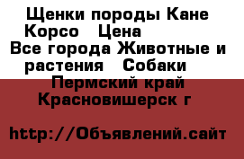 Щенки породы Кане-Корсо › Цена ­ 25 000 - Все города Животные и растения » Собаки   . Пермский край,Красновишерск г.